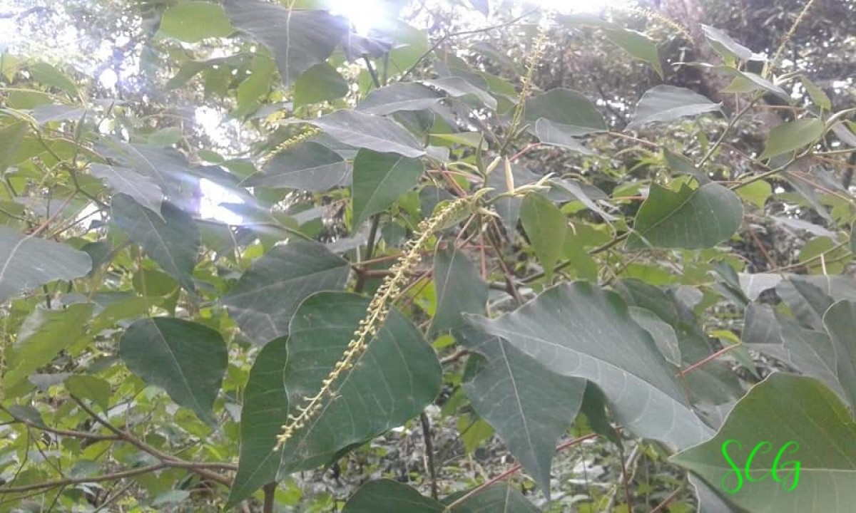 Homalanthus populifolius Graham